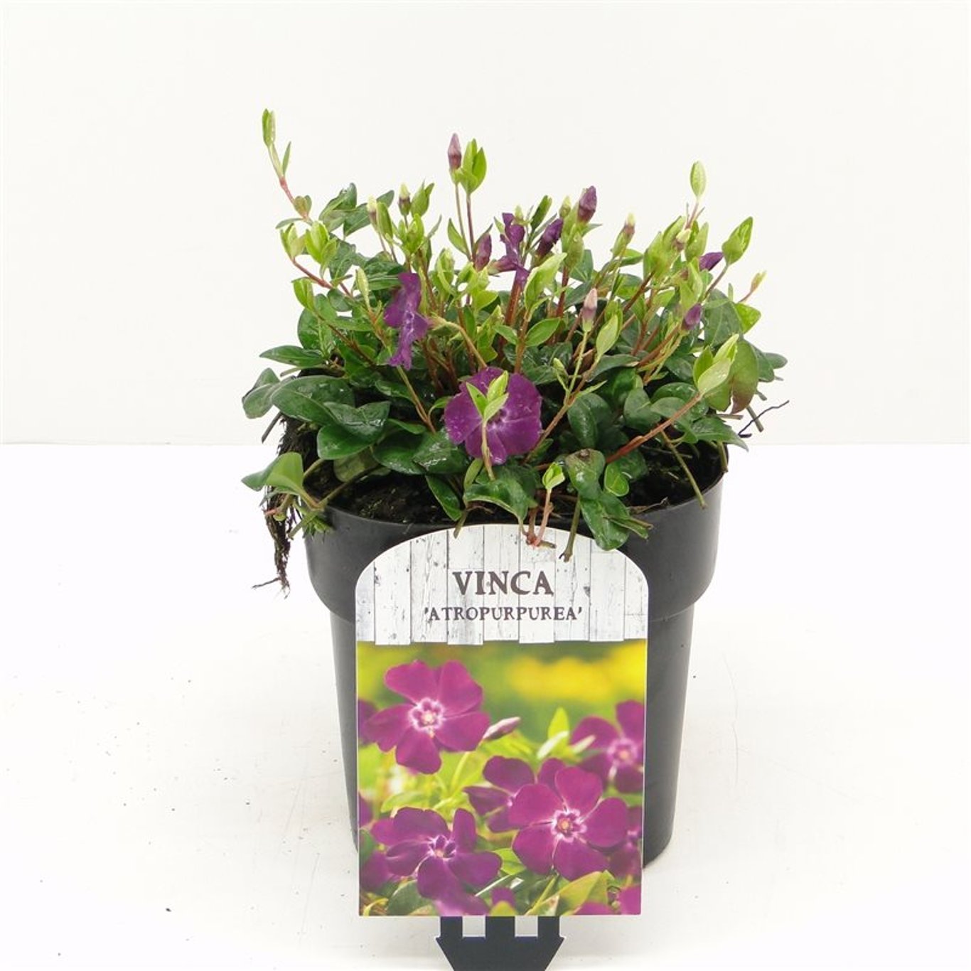 Vinca minor 'Atropurpurea' - C2